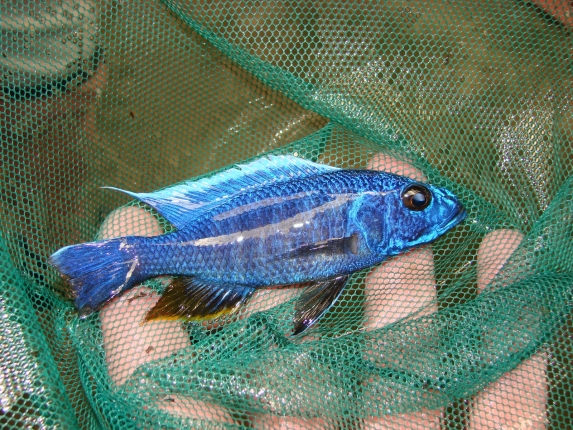 Sciaenochromis fryeri, wird nicht häufig gefangen im See.
