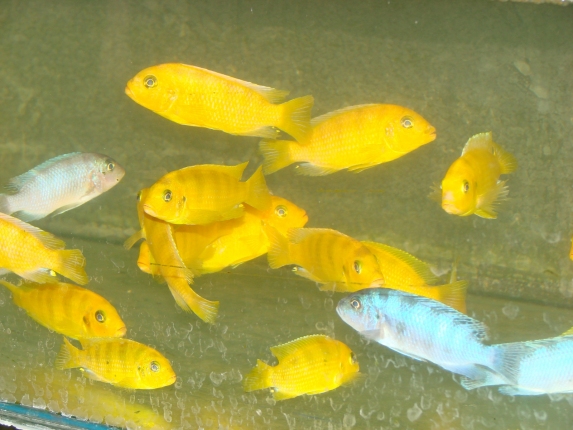 Metriaclima lombardoi Mbenji im Innenbereich der Fangstation.