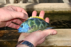 Nimbochromis venustus aus einem der Betonbehälter.