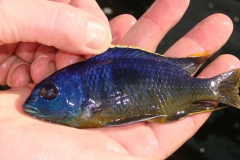 Othopharynx auromarginatus Likoma aus der Hälterungsanlage der Fangstation.