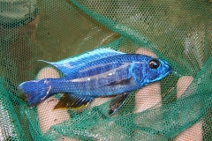 Sciaenochromis fryeri, wird nicht häufig gefangen im See.