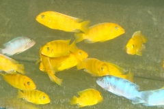 Metriaclima lombardoi Mbenji im Innenbereich der Fangstation.