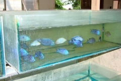 Copadichromis azureus Mbenji im Innenbereich der Fangstation.