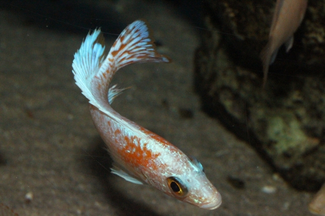 Aulonocara-firefish-perlmutt-Hybriden