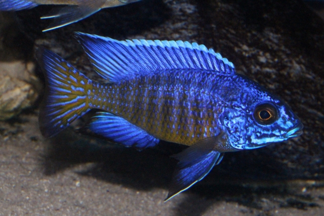 Aulonocara-stuartgranti-Mdoka NZ