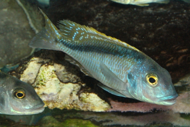 Buccochromis-nototaenia-NZ
