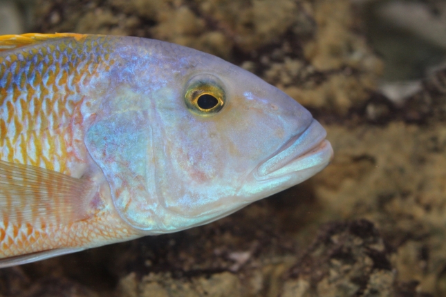 Buccochromis-rhoadesi NZ