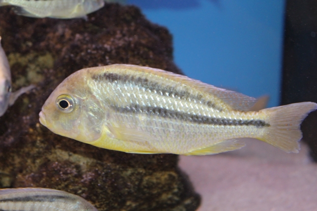 Chilotilapia-rhoadesii-Eccles-Reef-WF
