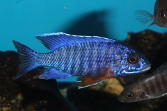 Aulonocara hansbaenschi cobue NZ