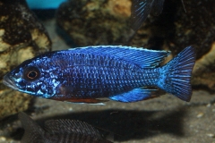 Aulonocara hansbaenschi cobue NZ