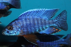 Aulonocara hansbaenschi cobue NZ