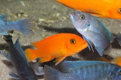 Metriaclima estherae Minos Reef WF