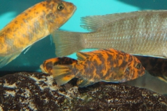 Metriaclima estherae Minos Reef OB female WF