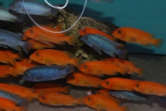 Metriaclima estherae Minos Reef WF