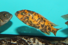 Metriaclima estherae Minos Reef OB female WF