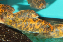 Metriaclima estherae Minos Reef OB female WF