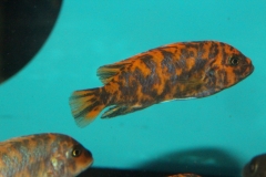 Metriaclima estherae Minos Reef OB female WF