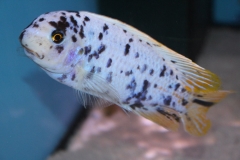 Labeotropheus fulleborni Eccles Reef MC male WF