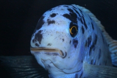 Labeotropheus fulleborni Eccles Reef MC male WF