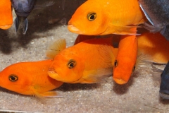 Metriaclima estherae Minos Reef WF