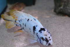 Labeotropheus fulleborni Eccles Reef MC male WF