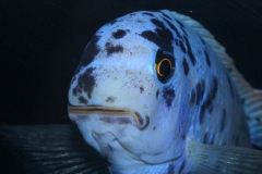 Labeotropheus fulleborni Eccles Reef MC male WF