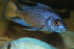 Aulonocara stuartgranti Mdoka WF