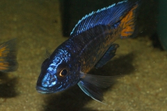 Aulonocara stuartgranti Mdoka NZ