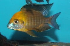 Lethrinops yellow collar Harbour Island NZ