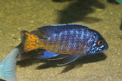 Aulonocara stuartgranti Mdoka NZ