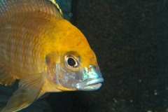 Lethrinops sp. yellow collar Harbour Island