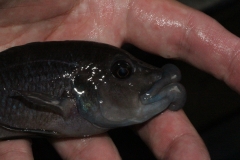 Abactochromis-labrosus-Mbenji-WF