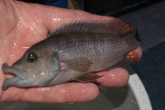 Abactochromis-labrosus-Mbenji-WF