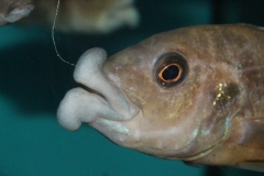 Abactochromis-labrosus-Mbenji-WF