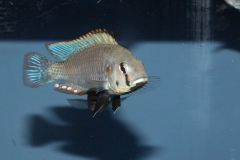 Astatotilapia-calliptera-Chizumulu-WF
