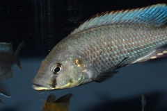 Astatotilapia-calliptera-Chizumulu-WF