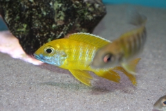 Aulonocara-baenschi-benga-WF