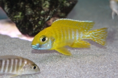 Aulonocara-baenschi-benga-WF