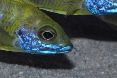 Aulonocara-baenschi-benga-NZ