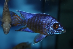 Aulonocara-chilumba-WF