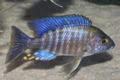 Aulonocara-ethelwynnae-NZ