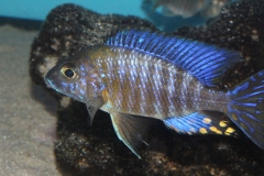 Aulonocara-ethelwynnae-NZ