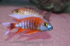 Aulonocara-eureka Selektionszucht