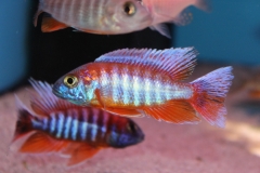 Aulonocara-eureka-rot Selektiopnszucht