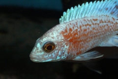 Aulonocara-firefish-perlmutt-Hybriden