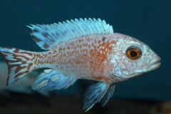 Aulonocara-firefish-perlmutt-Hybriden