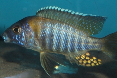 Aulonocara-gertrudae-WF