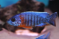 Aulonocara-hansbaenschi-red-flush NZ