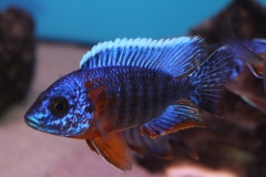 Aulonocara-hansbaenschi-red-flush NZ