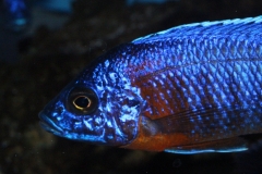 Aulonocara-hansbaenschi-red-flush-NZ